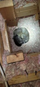 Wildlife Removal Ottawa Hills
